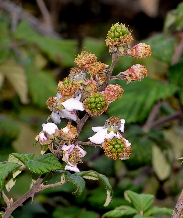 Rovo - Rubus fruticosus L.